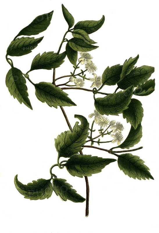 Clematis sylvestris latifolia