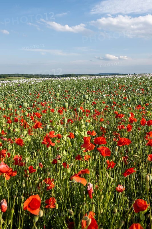 Field with Waldviertel grey poppy