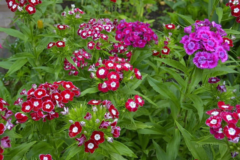 Bearded carnations flowering in the garden