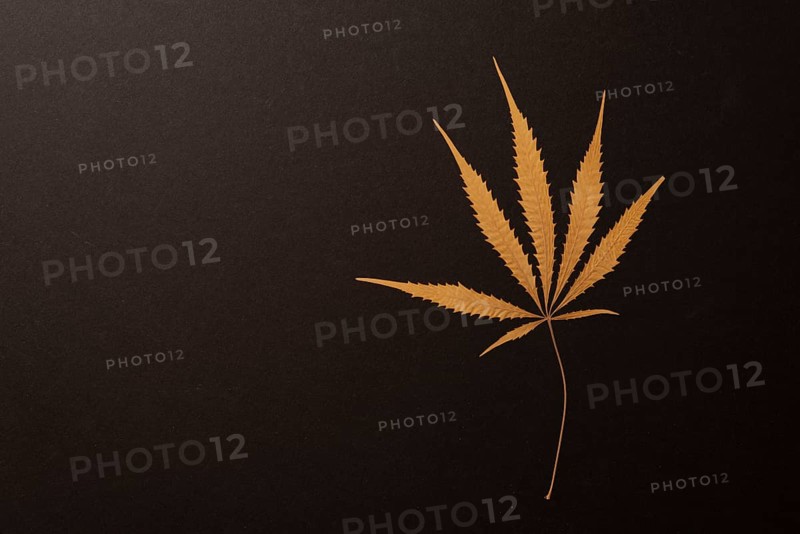 Dried leaf of a hemp plant