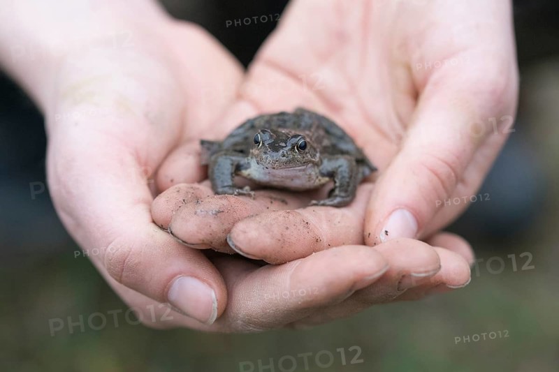 Grasfrosch