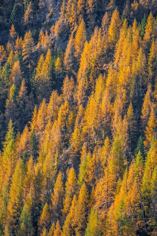 Larch forest in autumn
