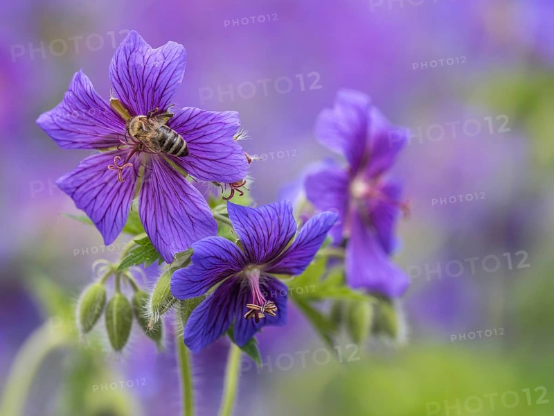 Honey bee