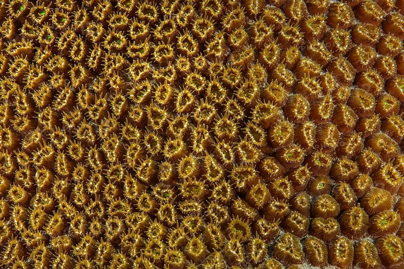 Close-up of opening polyps of great star coral