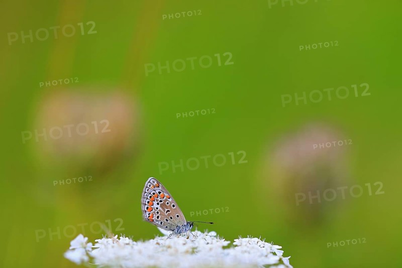 Gossamer winged butterfly
