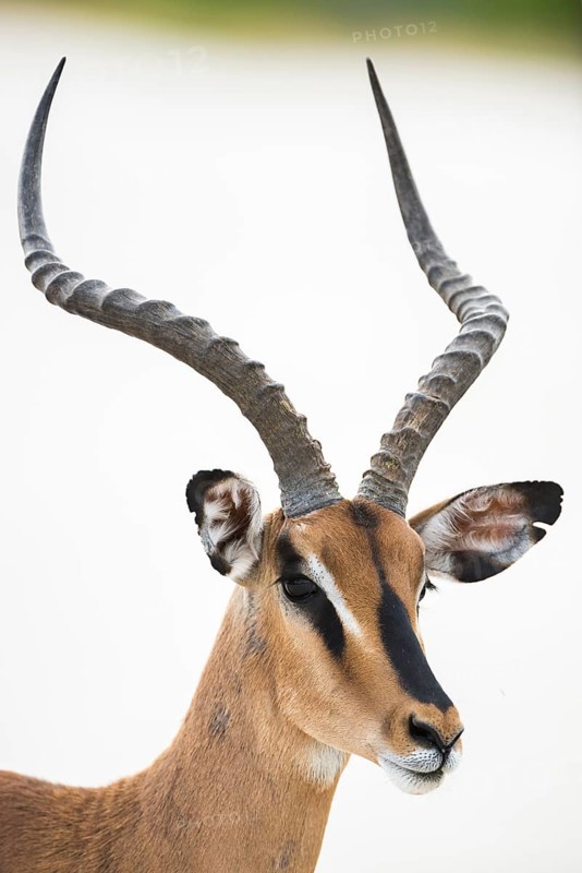 Black-faced impala