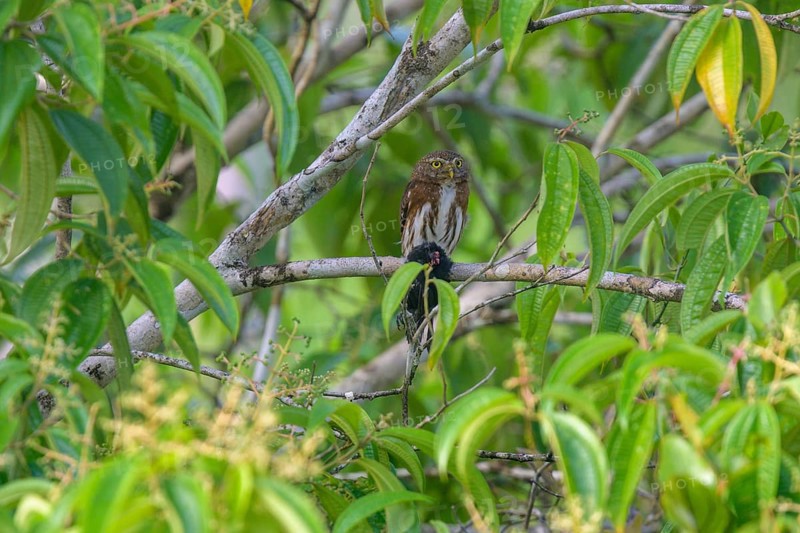 Ferruginous pygmy owl