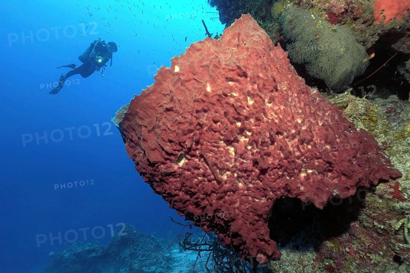 Large vase sponge