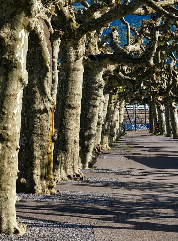 Chestnut trees