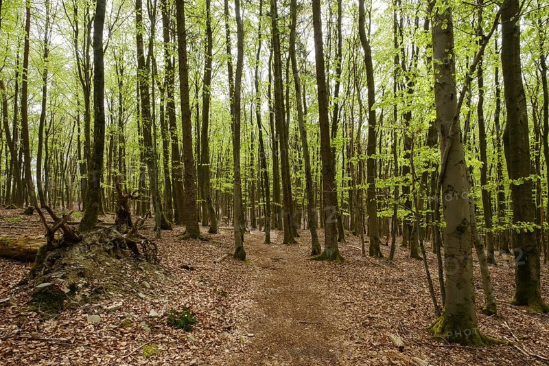Hiking trail through the beech forest