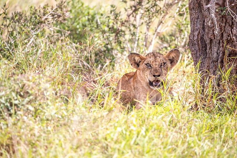 Lion