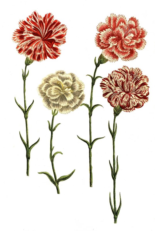Caryophyllus hortensis