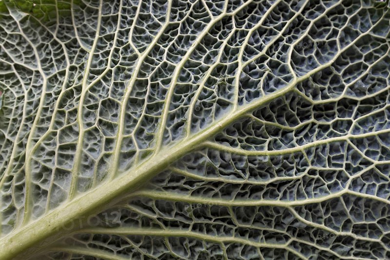 Leaf structure of a vegetable cabbage