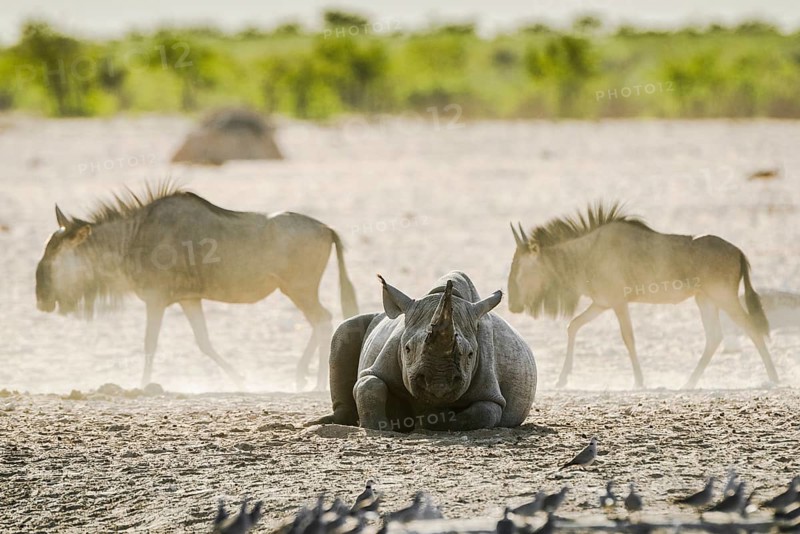 Black rhinoceros