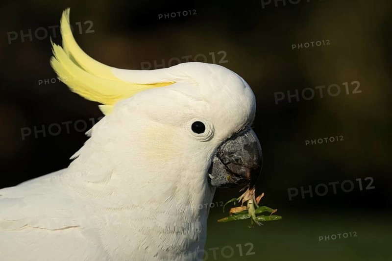 Sulphur-crested cockatoo