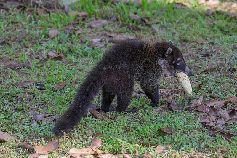 White nosed coati