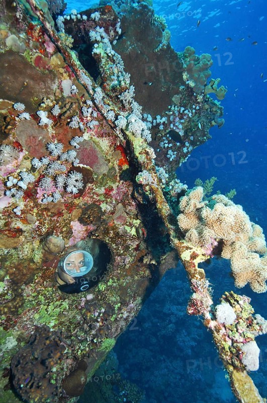 Diver in wreck of tugboat on Abu Galawa reef looks through porthole at coral