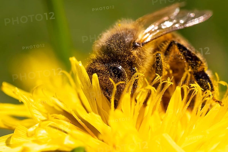 Detail closeup of honeybee