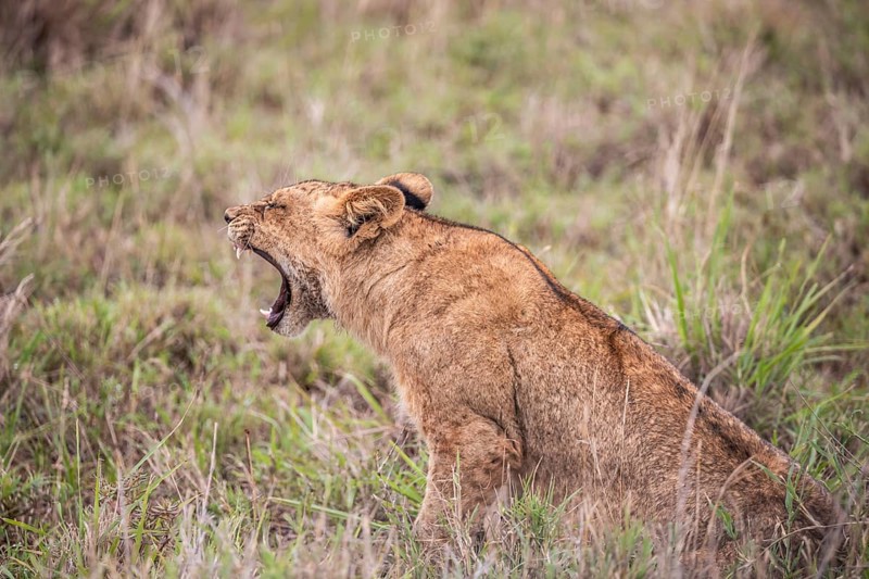 Lion
