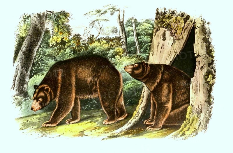 Cinnamon bear