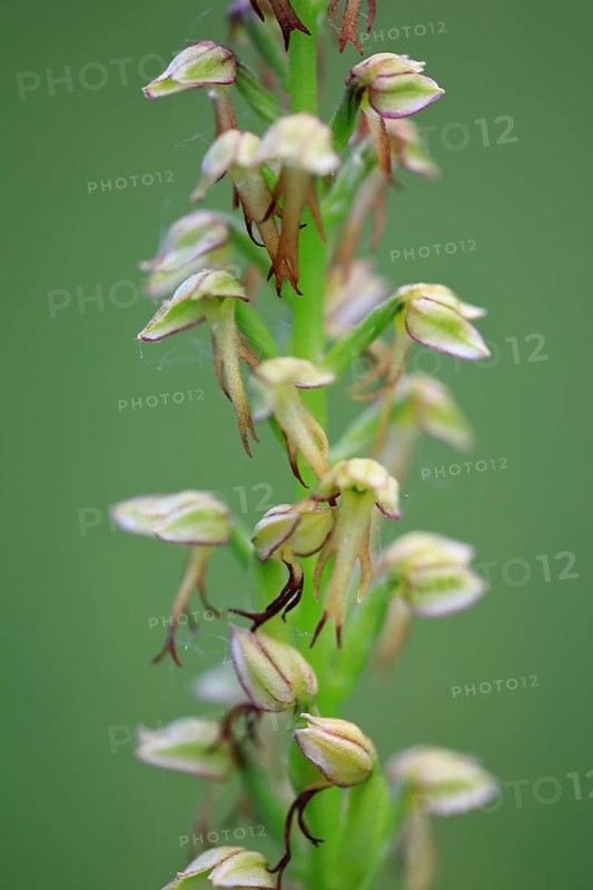 White white helleborine