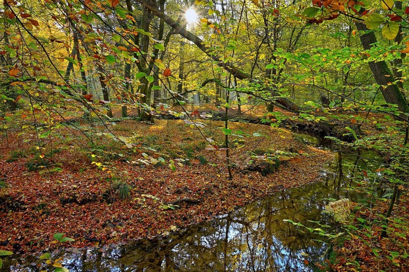 Rotbach in the autumnal Hiesfeld Forest