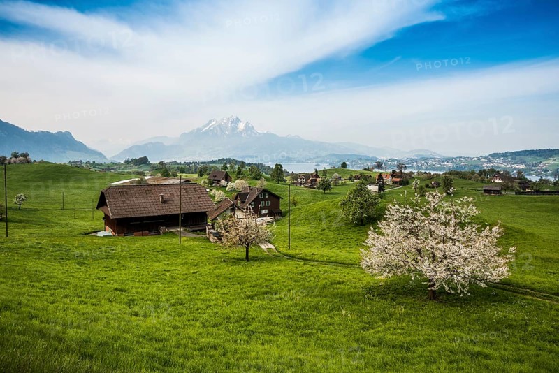 Panorama with cherry trees and mountains
