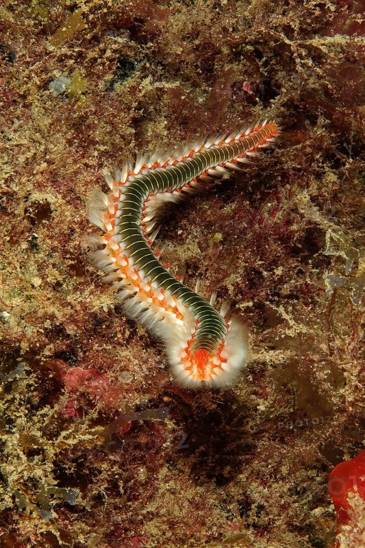 Close-up of poisonous bearded firebristle worm