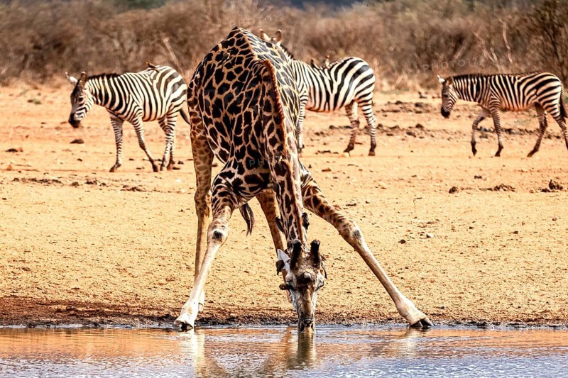 Maasai giraffe