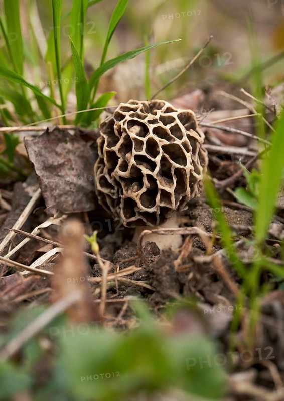 Grey edible morel