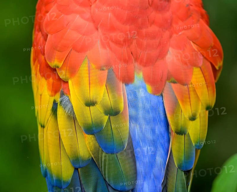 Scarlet macaw