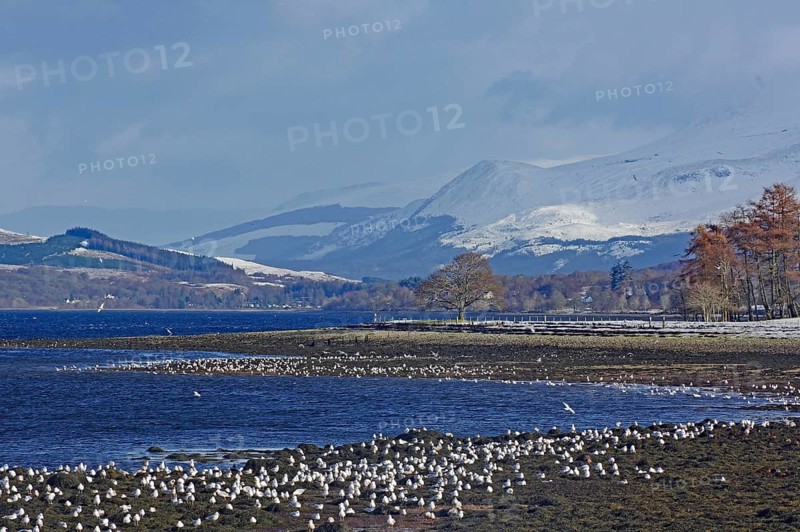 Voegel auf einem Strand vor dem tief verschneiten Ben Nevis