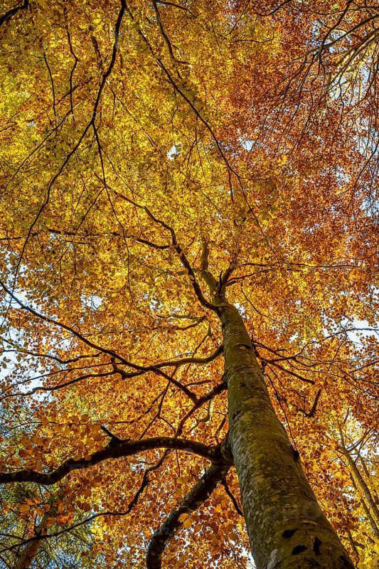 Yellow beech tree