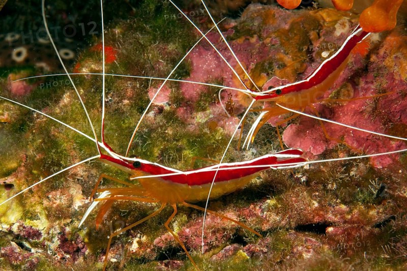 Pair of Atlantic white banded cleaner shrimp