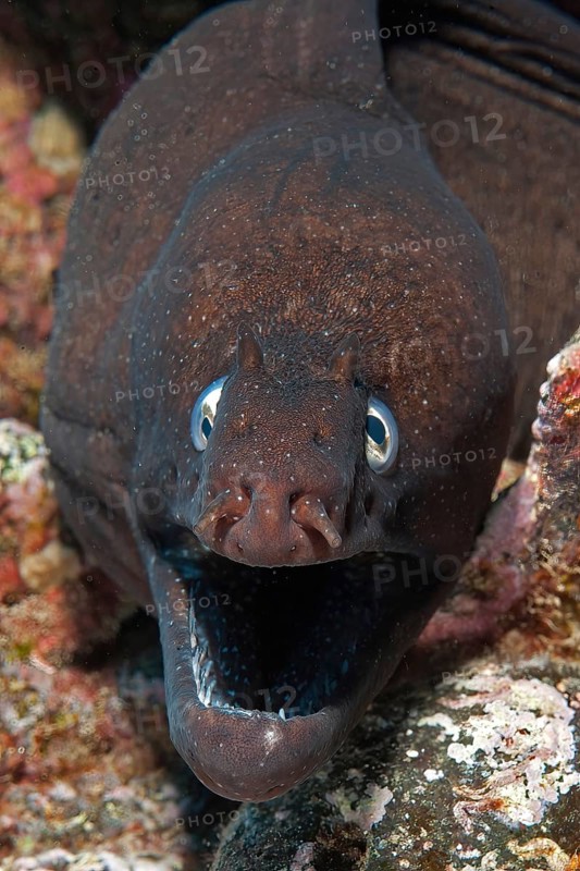 Close-up of head of black moray eel