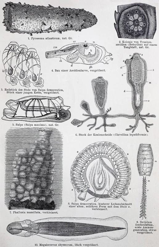 Historisches Bild verschiedener Manteltiere
