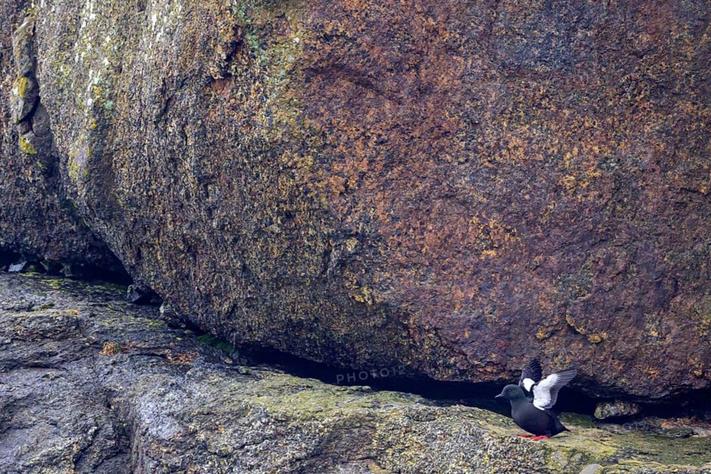 Black Guillemot
