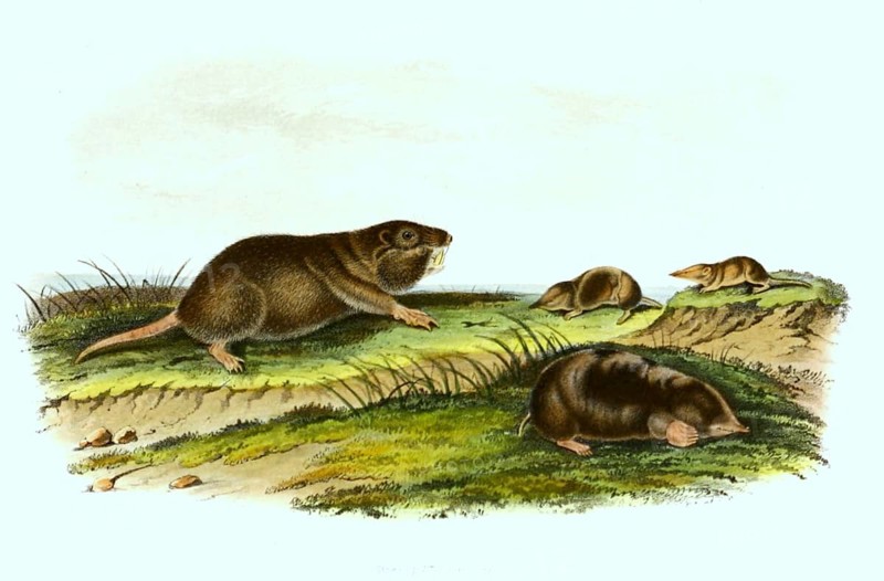 Southern gopher
