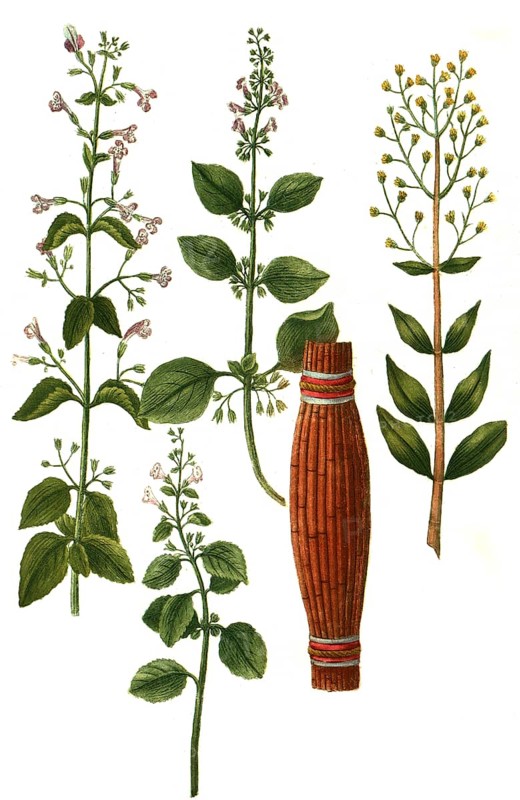 Clinopodium