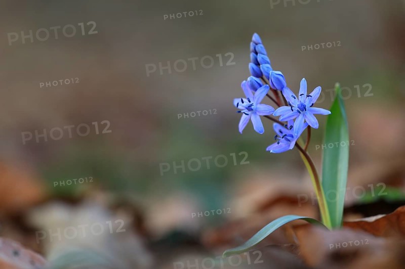 Squill