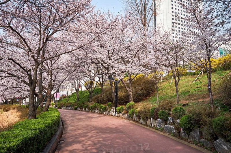 Blooming sakura cherry blossom alley in park in spring