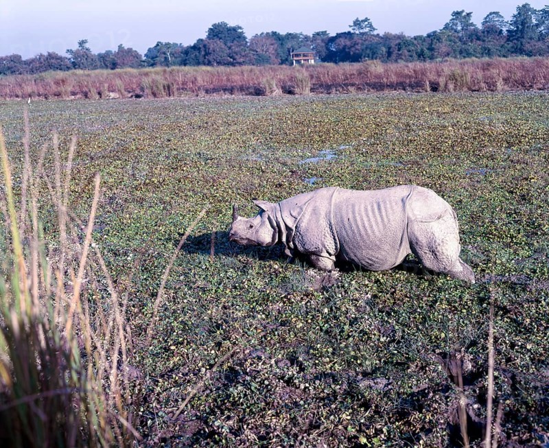 Indian Rhinoceros