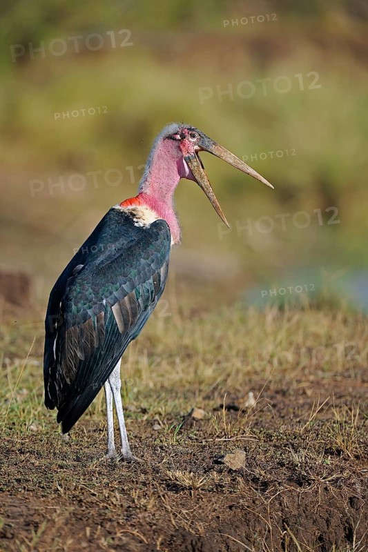 Marabou