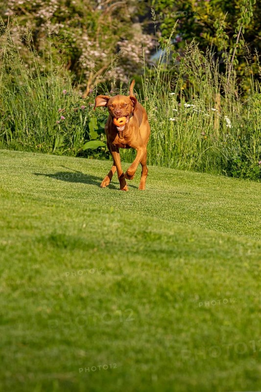 Young Vizsla male