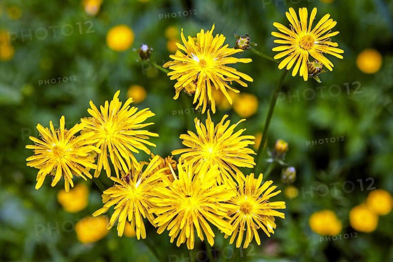 Rough hawksbeard