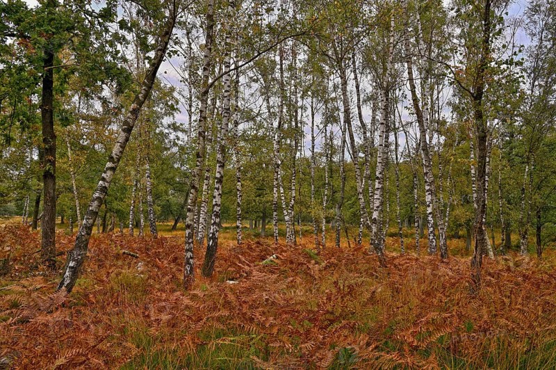 Warty birch
