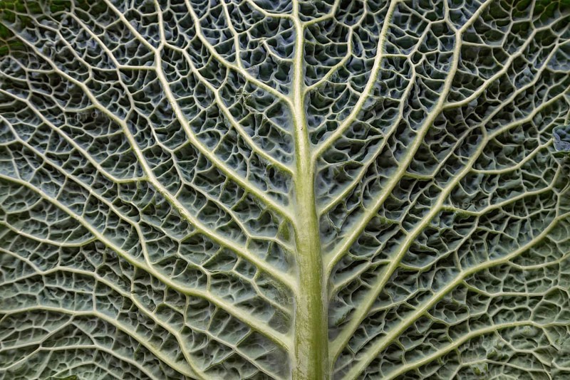 Leaf structure of a vegetable cabbage