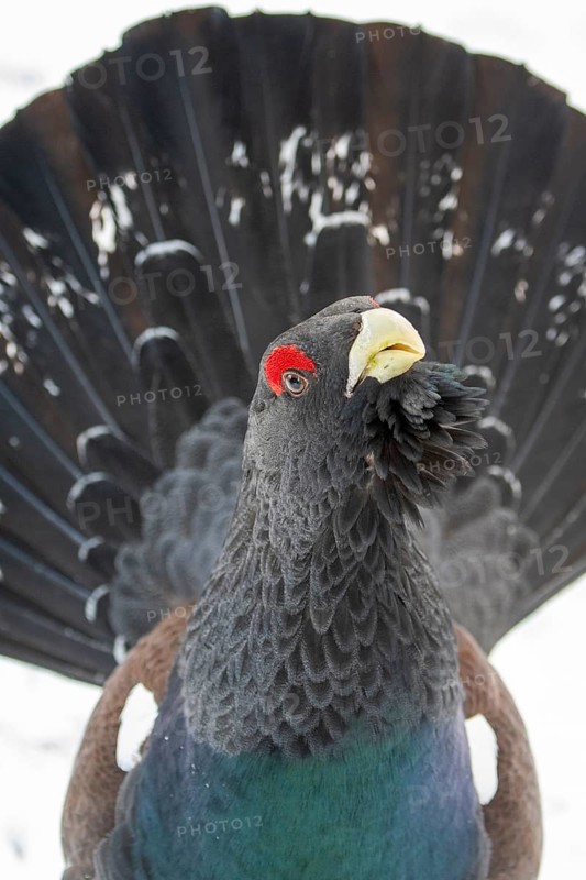 Western capercaillie