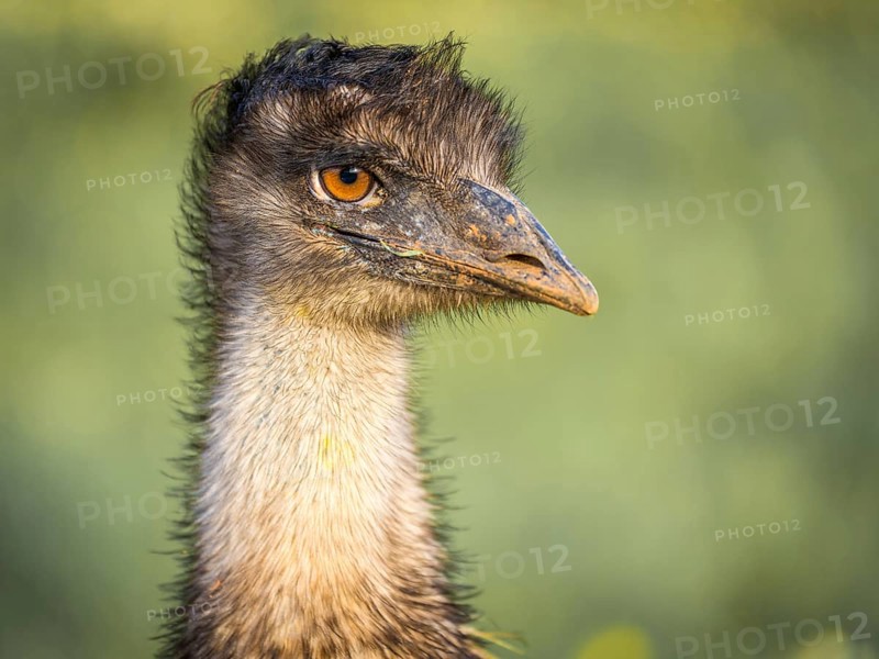 Grosser Emu