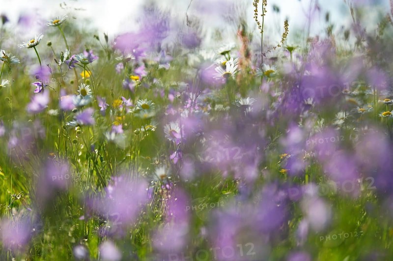 Blur experiment on a flowering meadow in summer